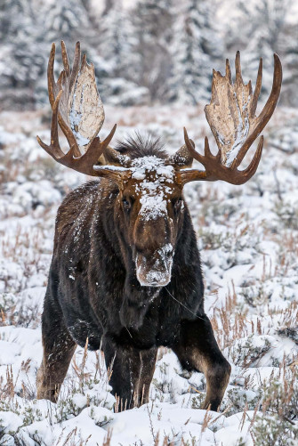 Moose Wallpaper