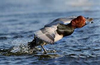 Redhead Audubon Field Guide