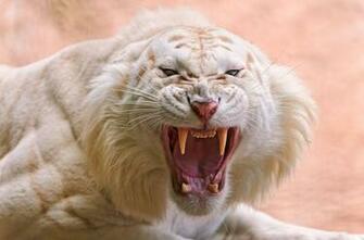 White Tiger Tooth Wallpaper HD