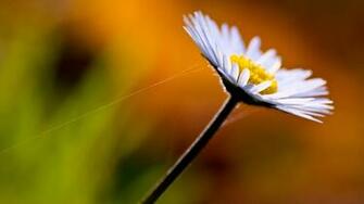 Tiger Lily Flower Wallpaper