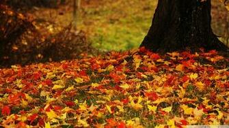 High Definition Yellow Wallpaper Background For