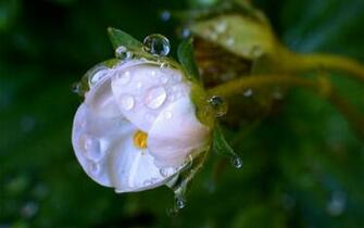 Bud Drops HD Wallpaper