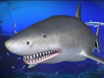 Sharks Screensaver Screensavers