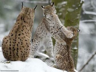 Wallpaper Winter Cats Desktop In The
