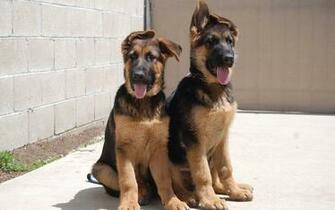 German Shepherd Dog Wallpaper