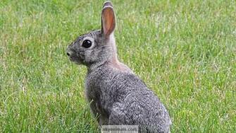 North American Wildlife Wallpaper Image