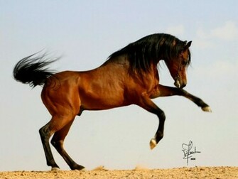 Arabian Horse Wallpaper