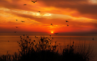 Ocean Sky Birds Flying Towards Sunset 4k Wallpaper HD Nature