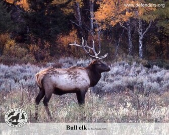 Wallpaper Sea Elk