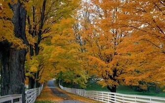 Nature Wallpaper Background