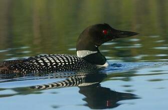 Loon Wallpaper