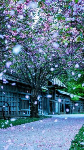 Wallpaper Beautiful Spring 3d iPhone