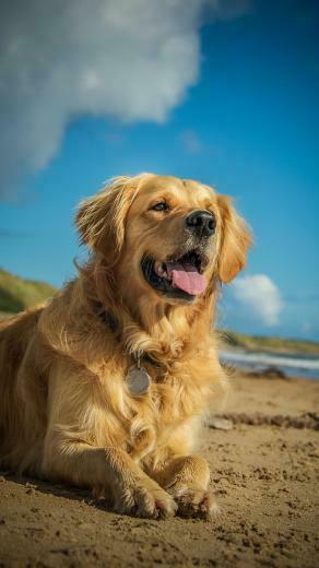 Golden Retriever Wallpaper For Android Apk