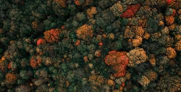 Colored Tree Fall Autumn Aerial Dense Forest Wallpaper