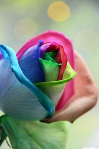 Rainbow Rose Wallpaper HD