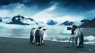 Baby Penguin Wallpaper