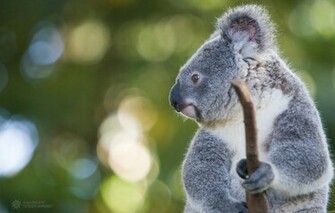 Koala Wallpaper Fun Animals Wiki Videos Pictures Stories