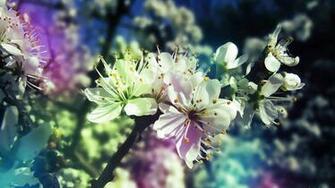 Spring HD Wallpaper