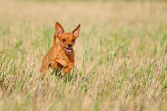 Miniature Pinscher Wallpaper C A R W L P E