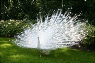 White Peacock Best Wallpaper