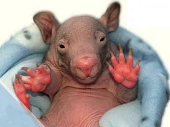 Baby Screensaver