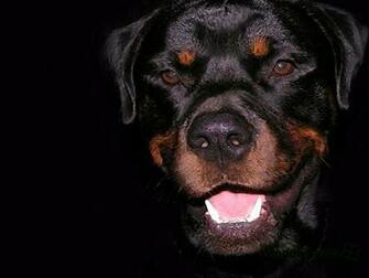 Rottweiler Wallpaper