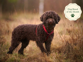 Lagotto Romagnolo Dog Breed Facts Personality Characteristics