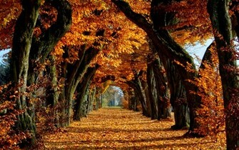 Autumn Wallpaper HD Widescreen