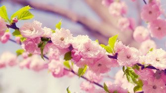 Spring Flowers HD Wallpaper 4k Ultra