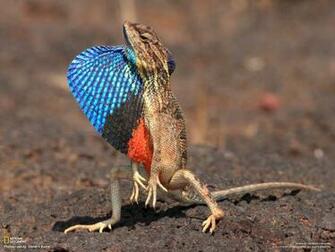 Of Animals Pictures Cute Pics