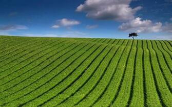 Green Striped Crop Field On A Hillside In Nottinghamshire With Tree
