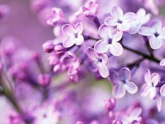 Spring Purple Flowers Pc Android iPhone And iPad Wallpaper