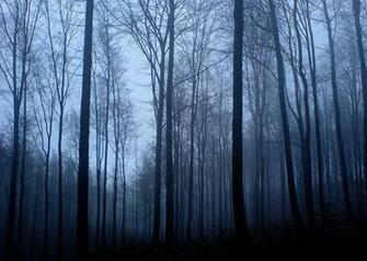 Haunted Forest Night Audio Atmosphere
