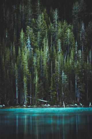 Forest Lake Pictures Image
