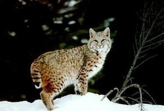 Best Animal Bobcat Wallpaper Wallpaperlikjen Create
