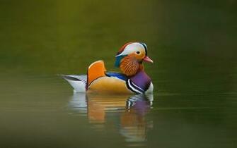 Mandarin