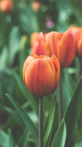 Orange Tulip Wallpaper iPhone Android Desktop Background
