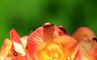Ladybug Computer Wallpaper Desktop Background Id