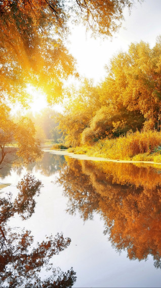 Fall Phone Wallpaper