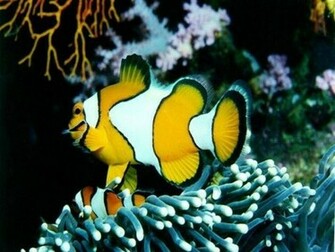 Clown Fish Wallpaper Enjoy For Your