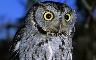 Screech Owl Wallpaper