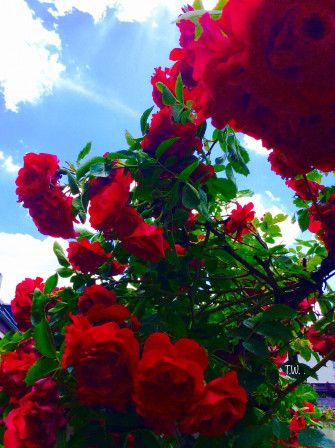 Red Flower Aesthetic Wallpaper