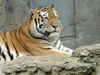 Liger Wallpaper Best Cars Res