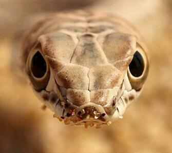 Snake Wallpaper Best Cars Res