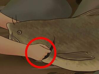 Ways To Catch Flathead Catfish Wikihow