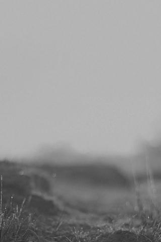 Black And White Depth Of Field Grass Wallpaper