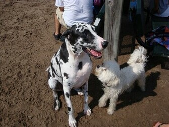 Wallpaper Great Dane Dog House X Kb Jpeg HD