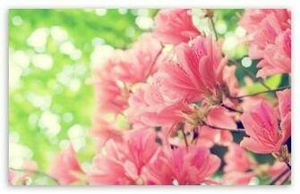 Back Pics For Beautiful Flower Wallpaper Desktop Full Screen