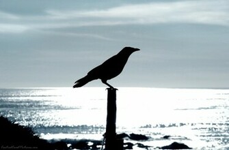 Beautiful Wallpaper For Desktop Crow HD