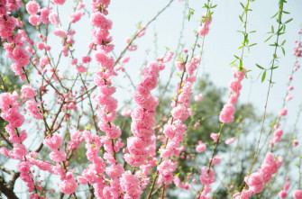Pink Flowers Aesthetic Background Wallpaper